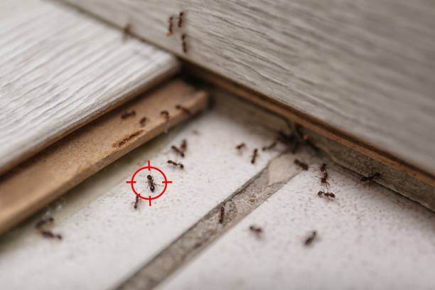 Best Termite Control Services  in New Lisbon, WI
