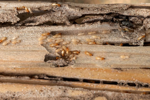 Best Emergency Pest Control  in New Lisbon, WI